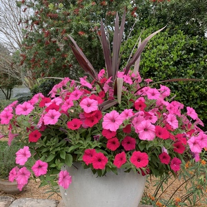 Fundraising Page: Lisa ONeill